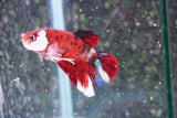 Giant Nemo Koi Galaxy  Plakat Male Betta (ID#801-M405) Free2Day SHIPPING