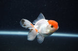 Baby Thai Oranda  Tricolor 3 Inch (ID#307TPTA-95) Free2Day SHIPPING