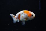 Ranchu  Calico 3.5 Inch (ID#1115R1c-84) Free2Day SHIPPING