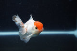 Baby Thai Oranda  Tricolor 3 Inch (ID#307TPTA-95) Free2Day SHIPPING