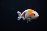 Ranchu  Calico 3.5 Inch (ID#1115R1c-84) Free2Day SHIPPING