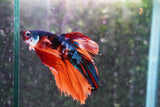 Nemo Koi Galaxy  Halfmoon Male Betta (ID#801-M406) Free2Day SHIPPING