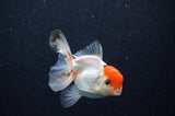 Baby Thai Oranda  Tricolor 3 Inch (ID#307TPTA-95) Free2Day SHIPPING