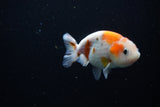 Ranchu  Calico 3.5 Inch (ID#1115R1c-84) Free2Day SHIPPING