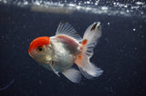 Baby Thai Oranda  Tricolor 3 Inch (ID#307TPTA-95) Free2Day SHIPPING