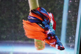 Nemo Koi Galaxy  Halfmoon Male Betta (ID#801-M406) Free2Day SHIPPING