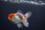 Baby Thai Oranda  Tricolor 3 Inch (ID#307TPTA-95) Free2Day SHIPPING
