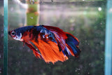 Nemo Koi Galaxy  Halfmoon Male Betta (ID#801-M406) Free2Day SHIPPING