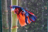 Nemo Koi Galaxy  Halfmoon Male Betta (ID#801-M406) Free2Day SHIPPING