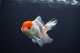 Baby Thai Oranda  Tricolor 3 Inch (ID#307TPTA-95) Free2Day SHIPPING