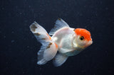 Baby Thai Oranda  Tricolor 3 Inch (ID#307TPTA-95) Free2Day SHIPPING