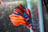 Nemo Koi Galaxy  Halfmoon Male Betta (ID#801-M406) Free2Day SHIPPING