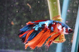 Nemo Koi Galaxy  Halfmoon Male Betta (ID#801-M406) Free2Day SHIPPING