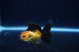 Baby Thai Oranda  Red Black 3 Inch (ID#307TPTA-96) Free2Day SHIPPING