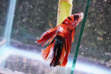 Nemo Galaxy  Koi Halfmoon Male Betta (ID#801-M407) Free2Day SHIPPING