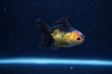 Baby Thai Oranda  Red Black 3 Inch (ID#307TPTA-96) Free2Day SHIPPING