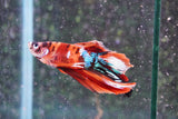 Nemo Galaxy  Koi Halfmoon Male Betta (ID#801-M407) Free2Day SHIPPING