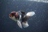 Thai Oranda  Tricolor 5 Inch (ID#1018To1b-83) Free2Day SHIPPING