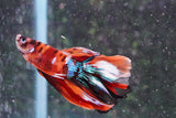 Nemo Galaxy  Koi Halfmoon Male Betta (ID#801-M407) Free2Day SHIPPING