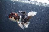 Thai Oranda  Tricolor 5 Inch (ID#1018To1b-83) Free2Day SHIPPING