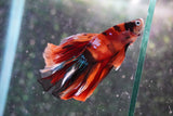 Nemo Galaxy  Koi Halfmoon Male Betta (ID#801-M407) Free2Day SHIPPING