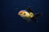 Baby Thai Oranda  Red Black 3 Inch (ID#307TPTA-96) Free2Day SHIPPING