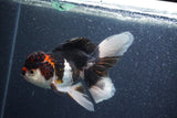 Thai Oranda  Tricolor 5 Inch (ID#1018To1b-83) Free2Day SHIPPING