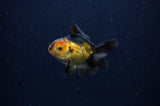 Baby Thai Oranda  Red Black 3 Inch (ID#307TPTA-96) Free2Day SHIPPING