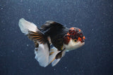 Thai Oranda  Tricolor 5 Inch (ID#1018To1b-83) Free2Day SHIPPING