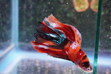 Nemo Galaxy  Koi Halfmoon Male Betta (ID#801-M407) Free2Day SHIPPING