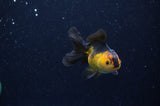 Baby Thai Oranda  Red Black 3 Inch (ID#307TPTA-96) Free2Day SHIPPING
