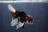 Thai Oranda  Tricolor 5 Inch (ID#1018To1b-83) Free2Day SHIPPING