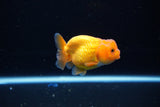 Ranchu  Red White 2.5 Inch (ID#1115R1c-86) Free2Day SHIPPING