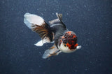 Thai Oranda  Tricolor 5 Inch (ID#1018To1b-83) Free2Day SHIPPING