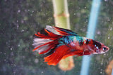 Nemo Galaxy  Koi Halfmoon Male Betta (ID#801-M408) Free2Day SHIPPING