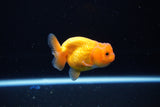 Ranchu  Red White 2.5 Inch (ID#1115R1c-86) Free2Day SHIPPING