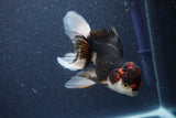 Thai Oranda  Tricolor 5 Inch (ID#1018To1b-83) Free2Day SHIPPING