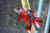 Nemo Galaxy  Koi Halfmoon Male Betta (ID#801-M408) Free2Day SHIPPING