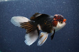 Thai Oranda  Tricolor 5 Inch (ID#1018To1b-83) Free2Day SHIPPING