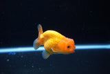 Ranchu  Red White 2.5 Inch (ID#1115R1c-86) Free2Day SHIPPING