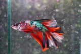 Nemo Galaxy  Koi Halfmoon Male Betta (ID#801-M408) Free2Day SHIPPING