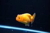 Ranchu  Red White 2.5 Inch (ID#1115R1c-86) Free2Day SHIPPING