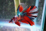 Nemo Galaxy  Koi Halfmoon Male Betta (ID#801-M408) Free2Day SHIPPING