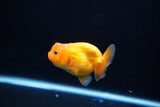 Ranchu  Red White 2.5 Inch (ID#1115R1c-86) Free2Day SHIPPING