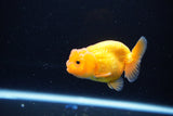 Ranchu  Red White 2.5 Inch (ID#1115R1c-86) Free2Day SHIPPING