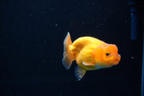 Ranchu  Red White 2.5 Inch (ID#1115R1c-86) Free2Day SHIPPING