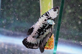 Black    Samurai Plakat Male Betta (ID#801-M409) Free2Day SHIPPING