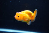 Ranchu  Red White 2.5 Inch (ID#1115R1c-86) Free2Day SHIPPING