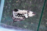 Black    Samurai Plakat Male Betta (ID#801-M409) Free2Day SHIPPING