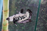 Black    Samurai Plakat Male Betta (ID#801-M409) Free2Day SHIPPING